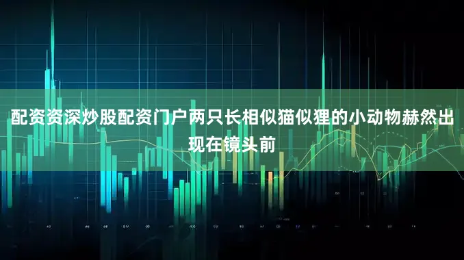 配资资深炒股配资门户两只长相似猫似狸的小动物赫然出现在镜头前